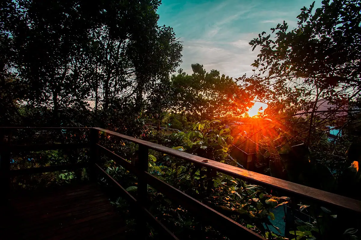 Orange sunset behind the trees, seen from the lookout
