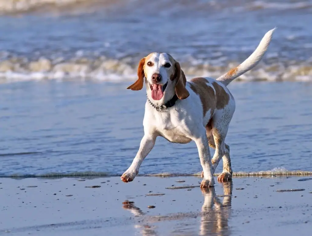 Dog running along the water's edge